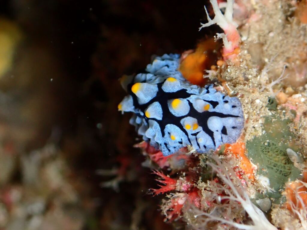 フリエリイボウミウシ