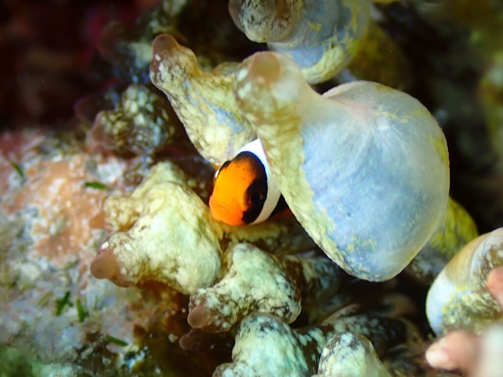 ハマクマノミ　幼魚