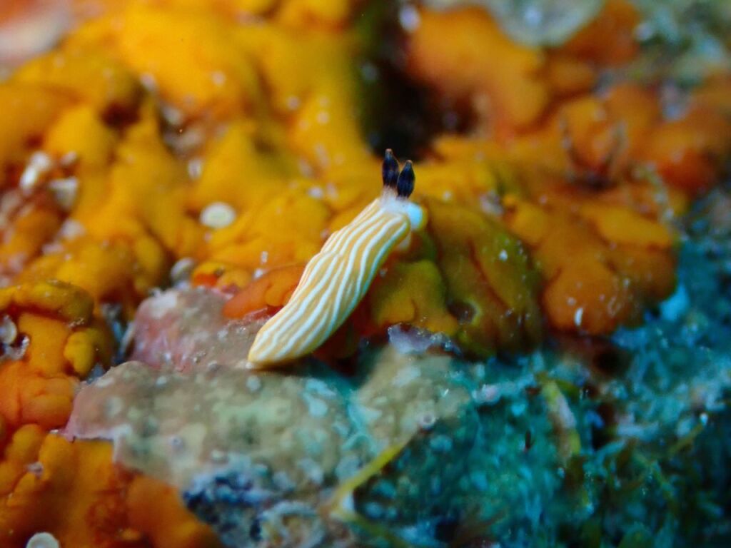 キシマオトメウミウシ