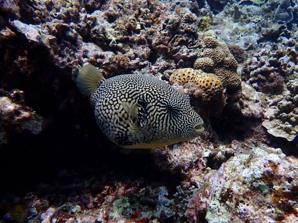 ケショウフグ