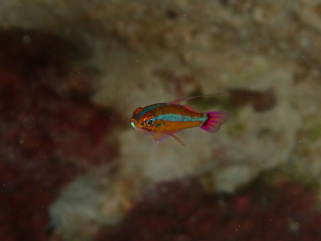 アオギハゼ