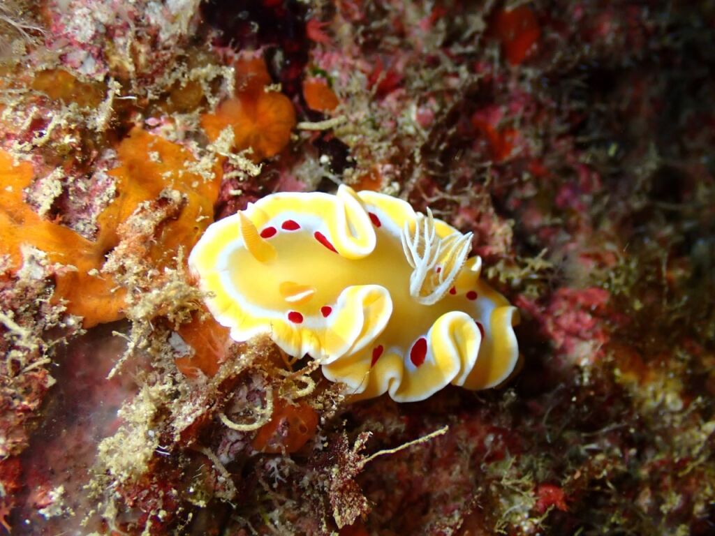 アカテンイロウミウシ