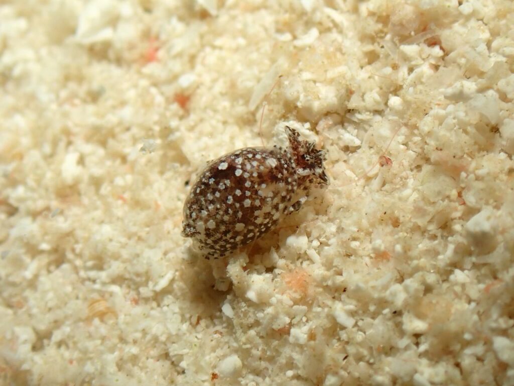 オナガブドウガイだと思うけど尾がない