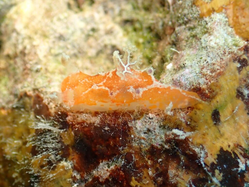 ニンジンヒカリウミウシ