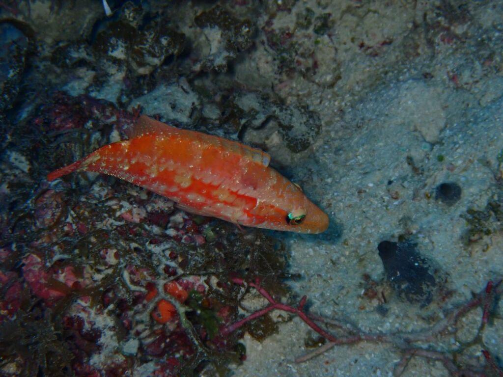 カタグロホホスジモチノウオ