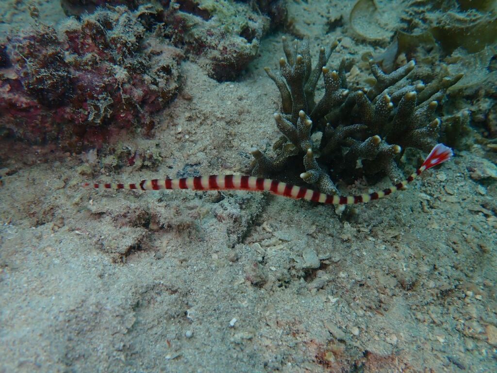 オイランヨウジ