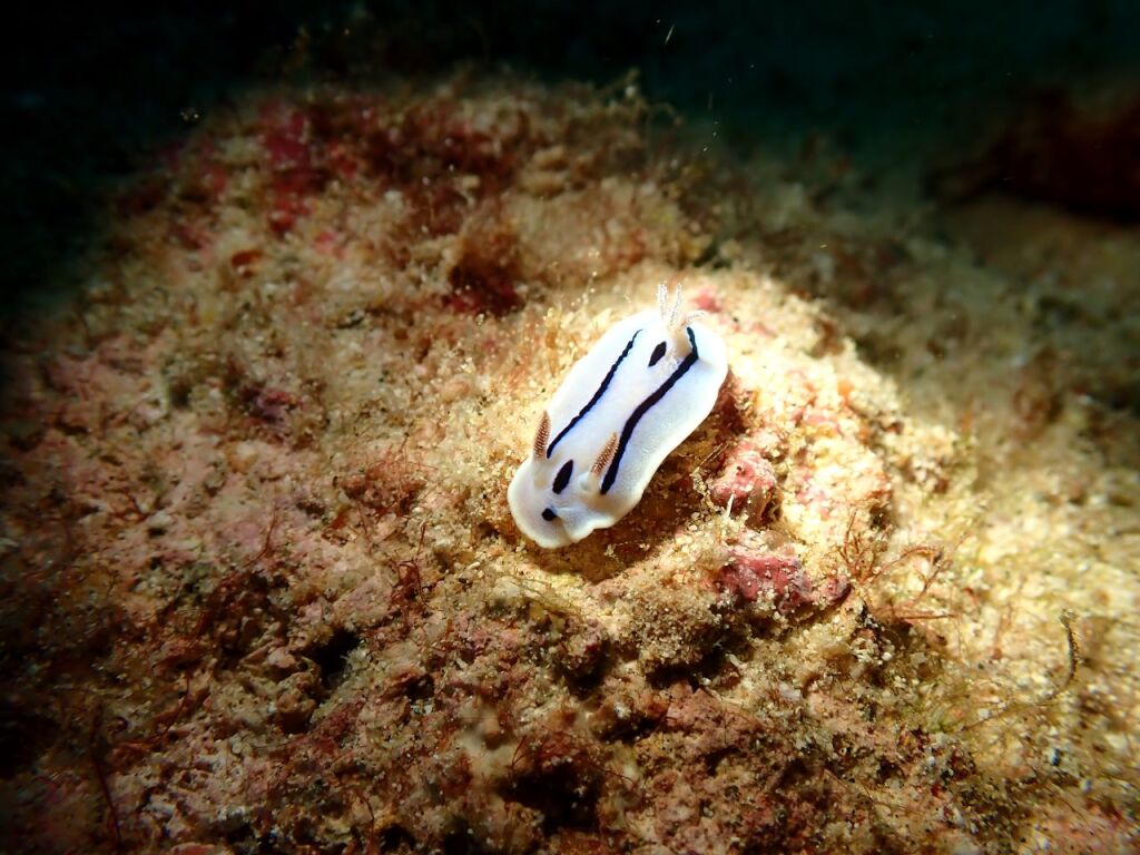 ミゾレウミウシ