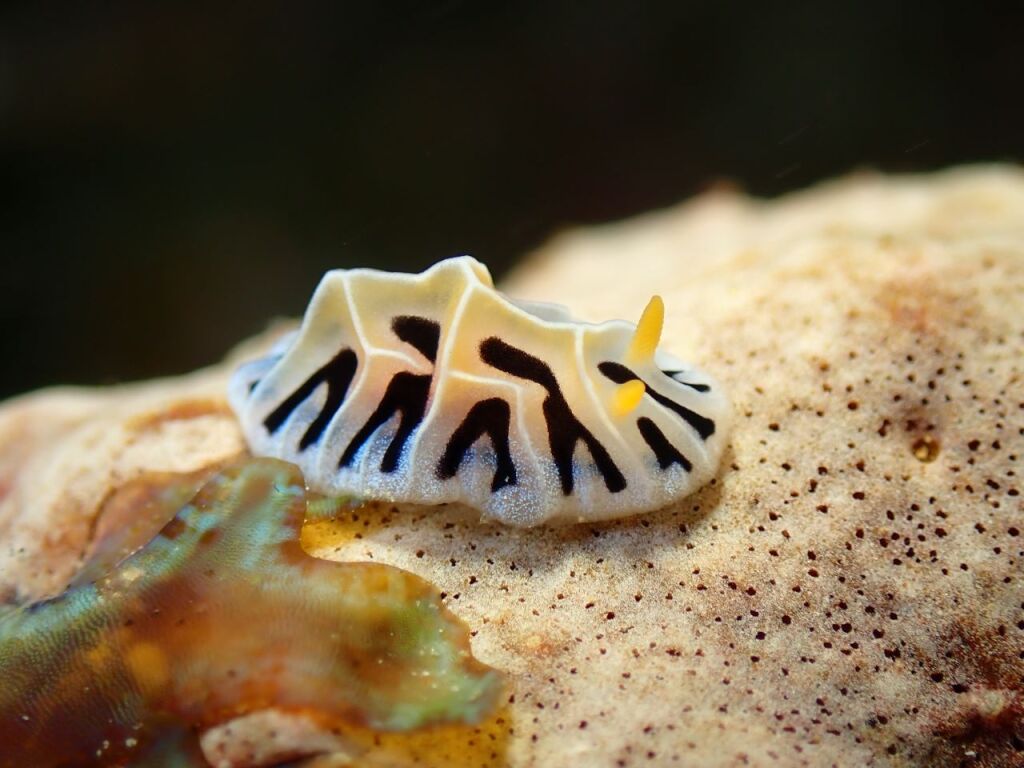 ユキヤマウミウシ