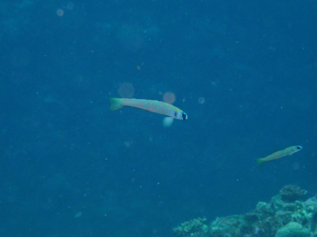 ゼブラハゼ
