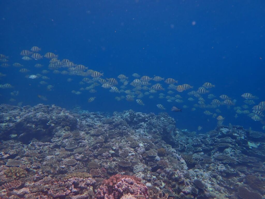 シマハギ