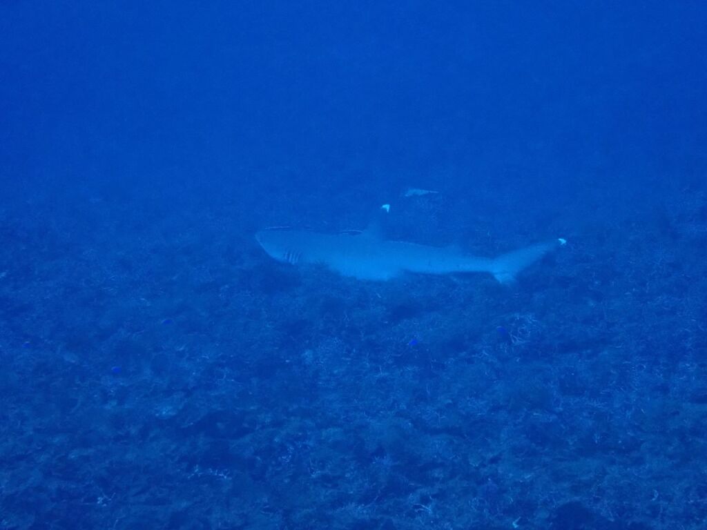 ネムリブカ