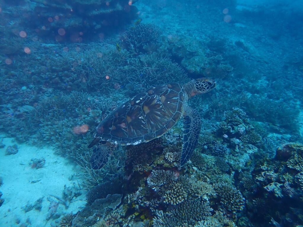 アオウミガメ