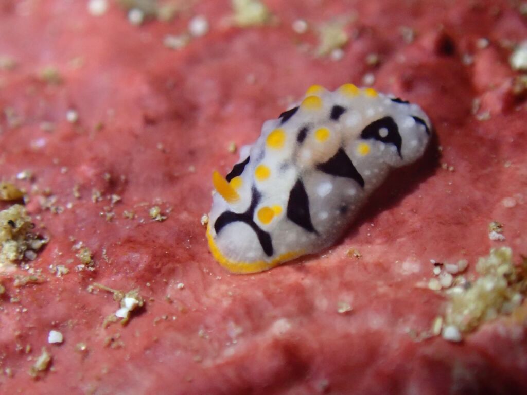 ボンジイボウミウシ