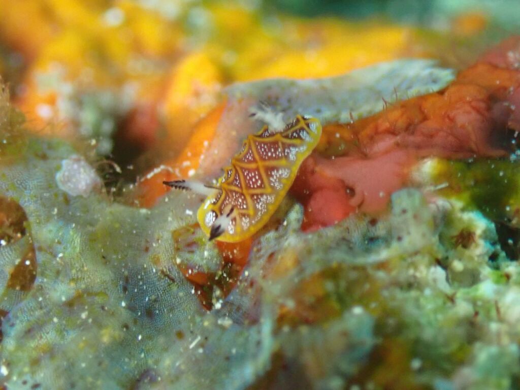 モザイクウミウシ