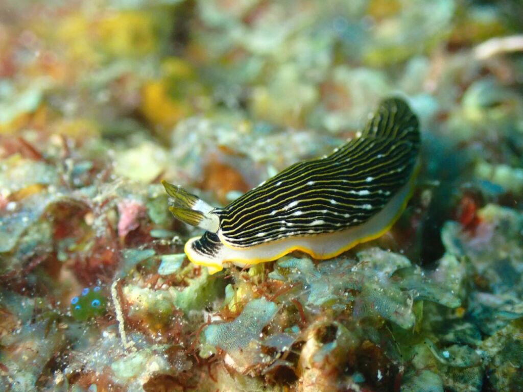 ホンオトメウミウシ