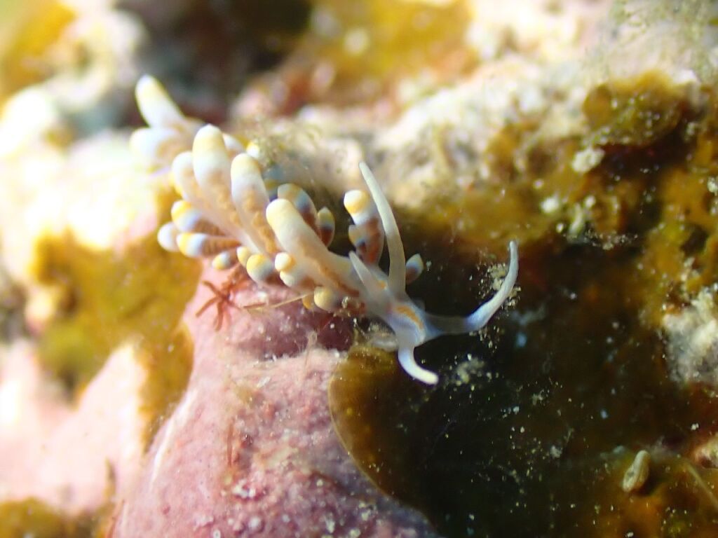 ハチジョウミノウミウシ