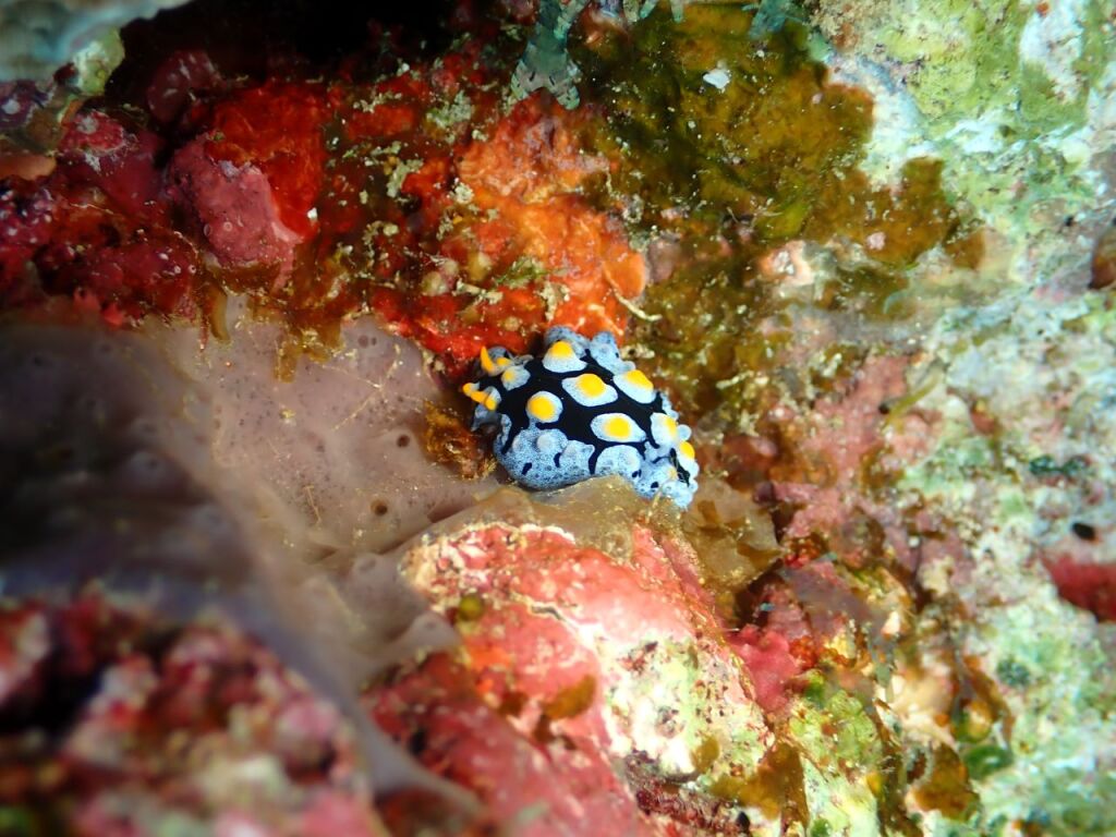フリエリイボウミウシ