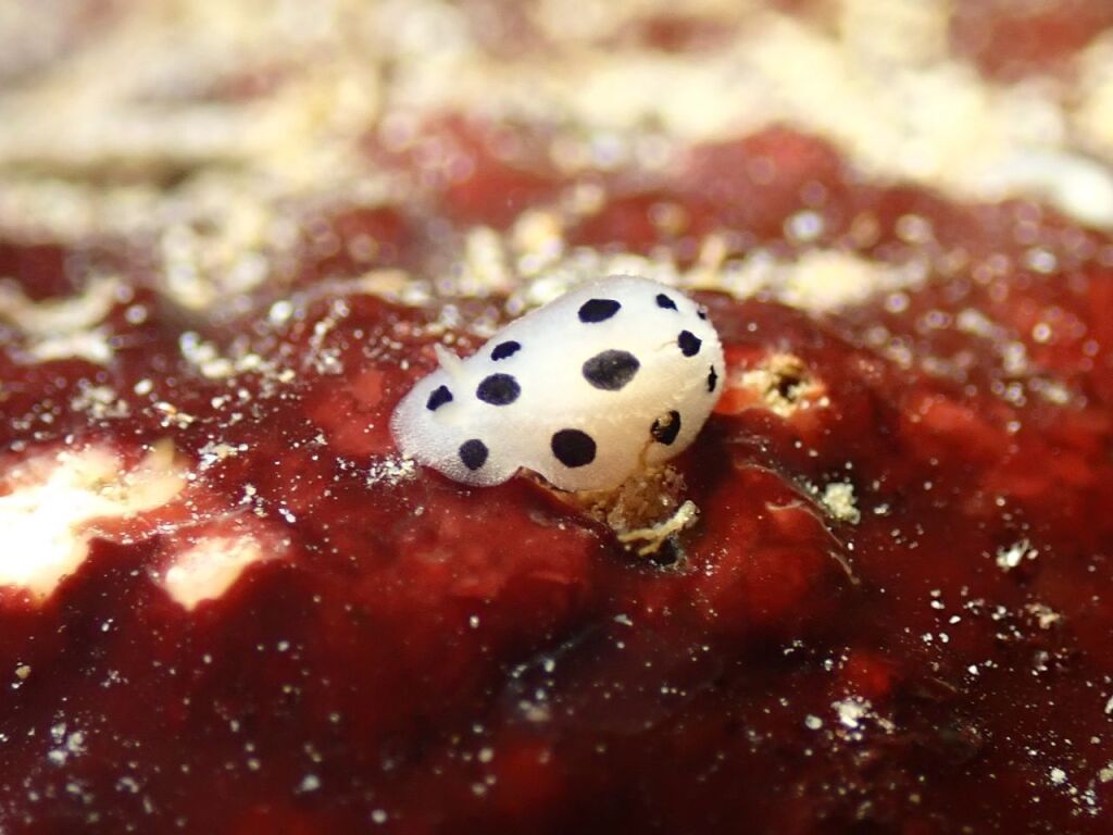 ミズタマウミウシ