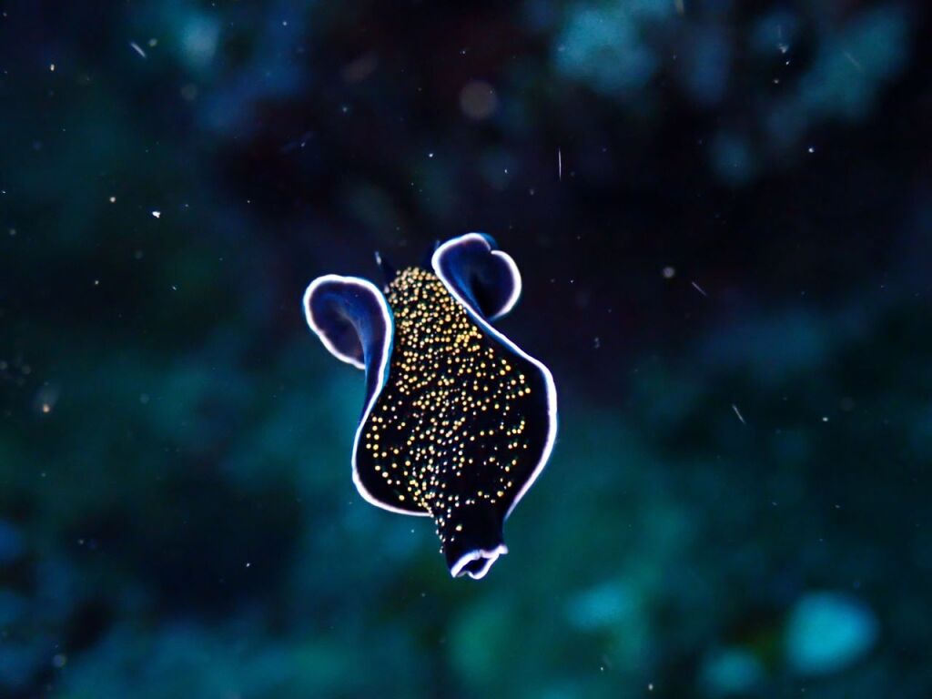 ヒラムシ