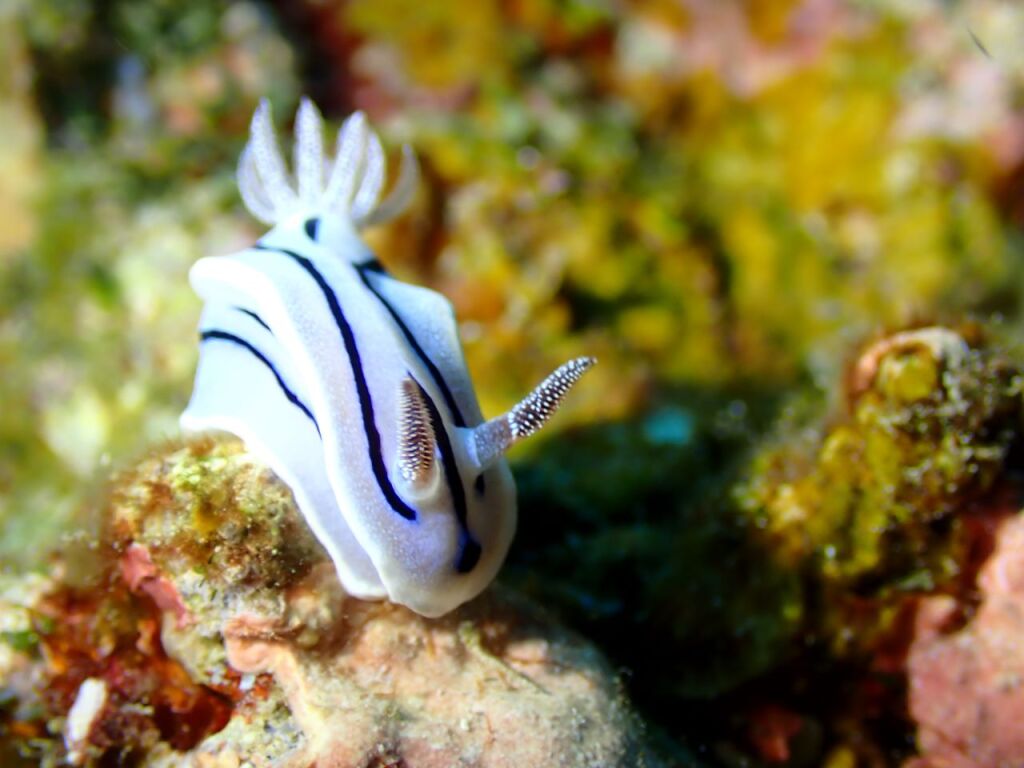 ミゾレウミウシ