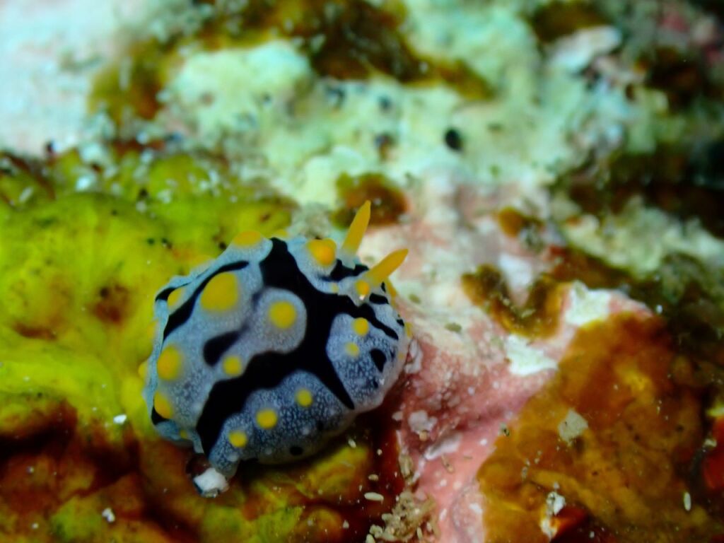 ボンジイボウミウシ
