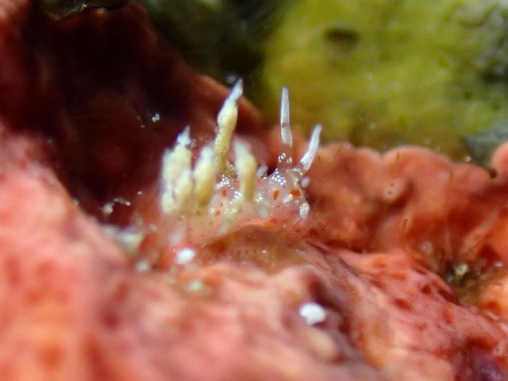 ヒョウタンミノウミウシ