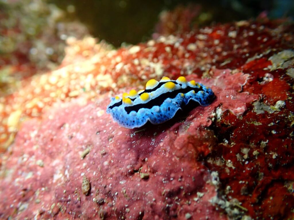 ソライロイボウミウシ