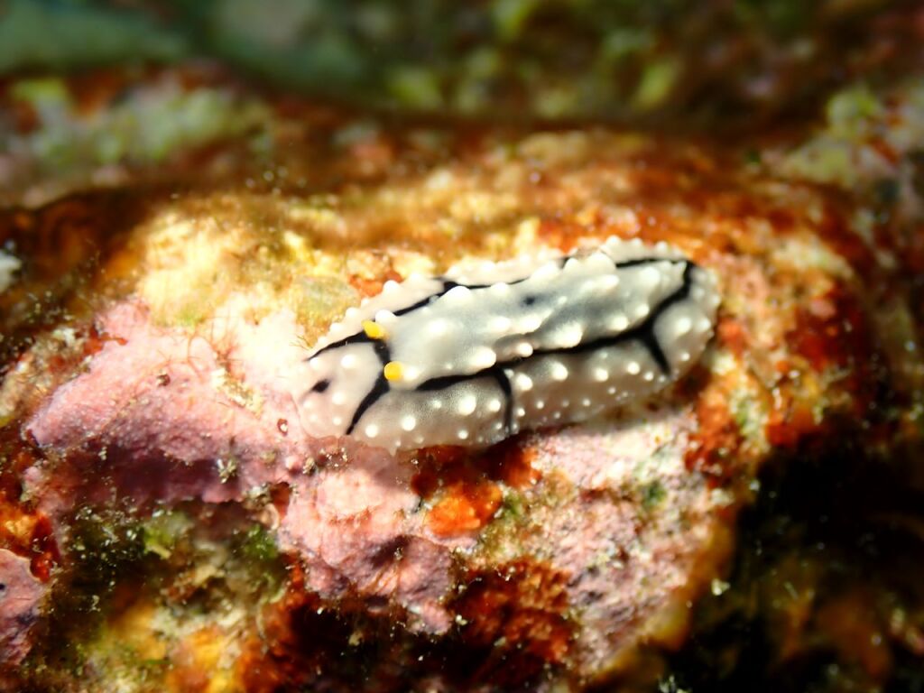 ツノキイボウミウシ