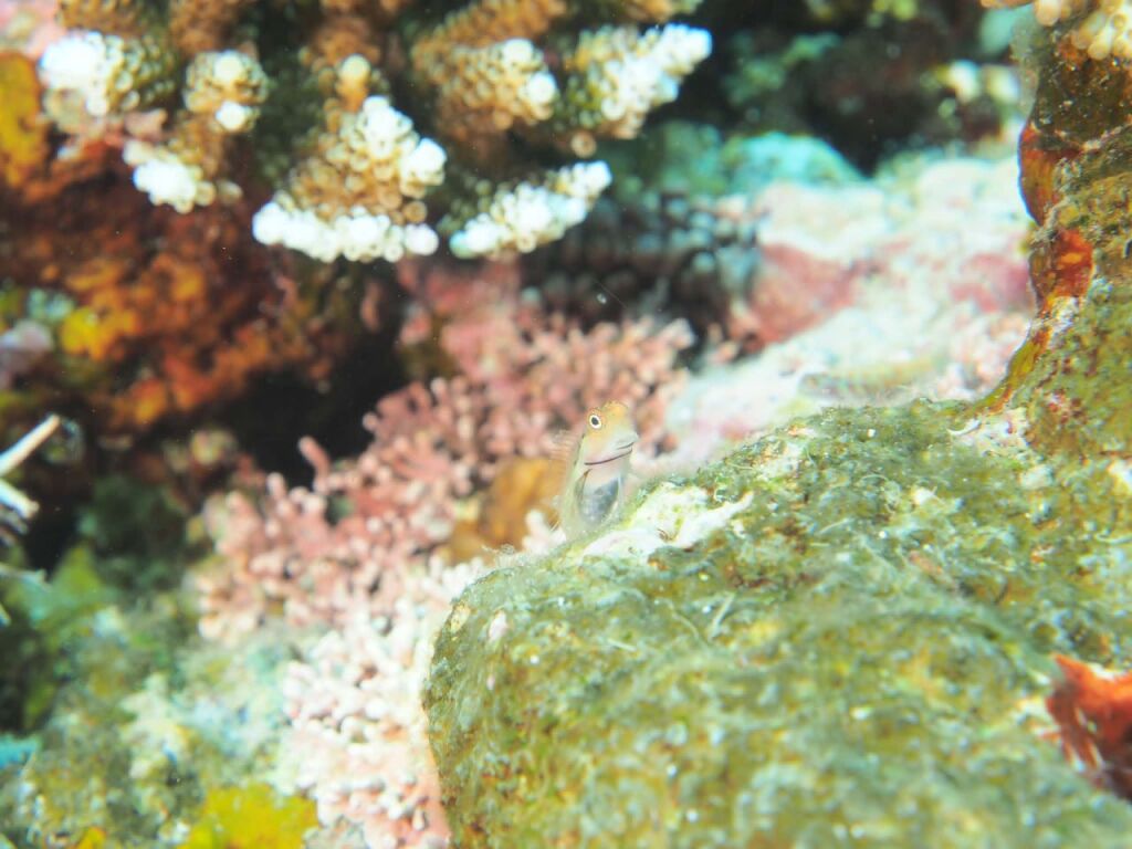イシガキカエルウオ