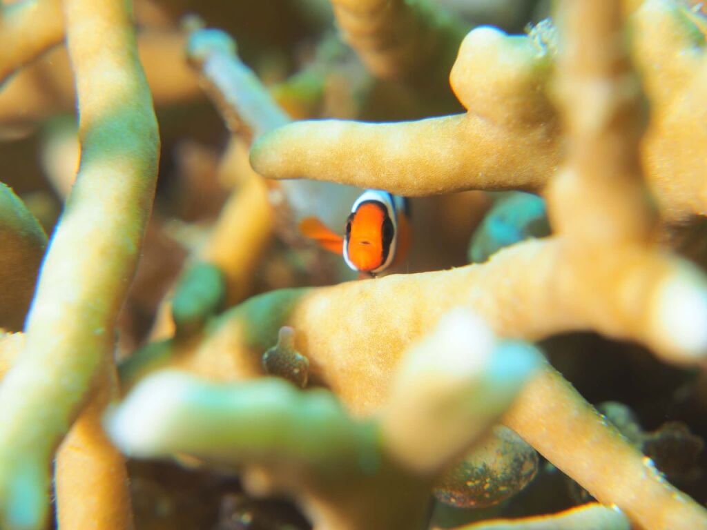 ハマクマノミ幼魚