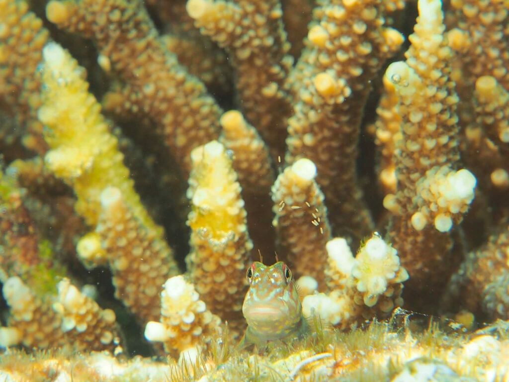 タテガミカエルウオ