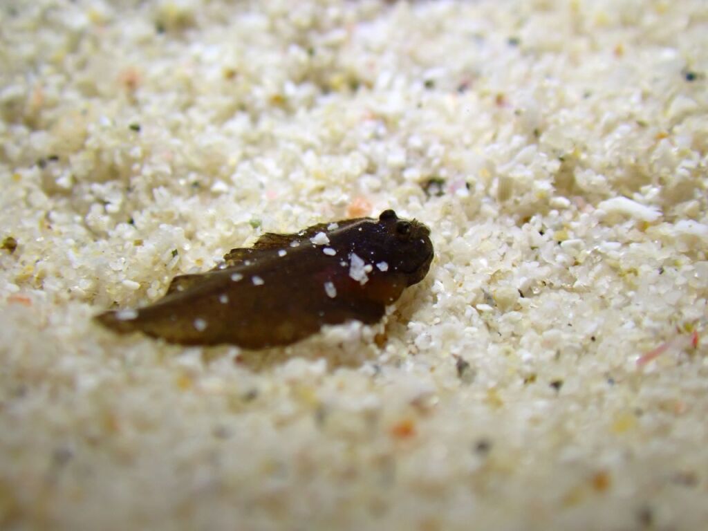 ウシノシタ系の幼魚