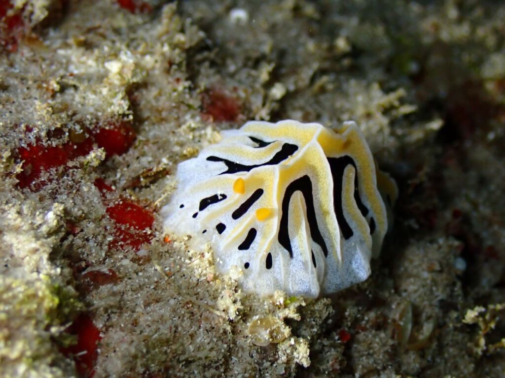 ユキヤマウミウシ