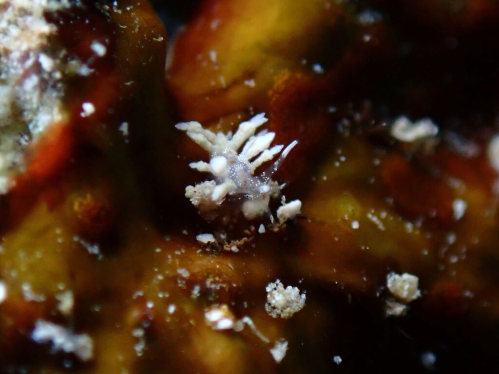 ヒョウタンミノウミウシ