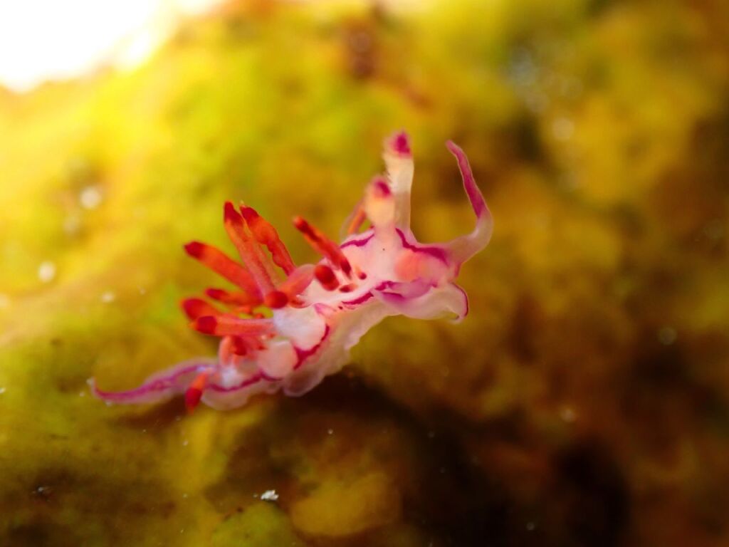 Coryphellina spですね