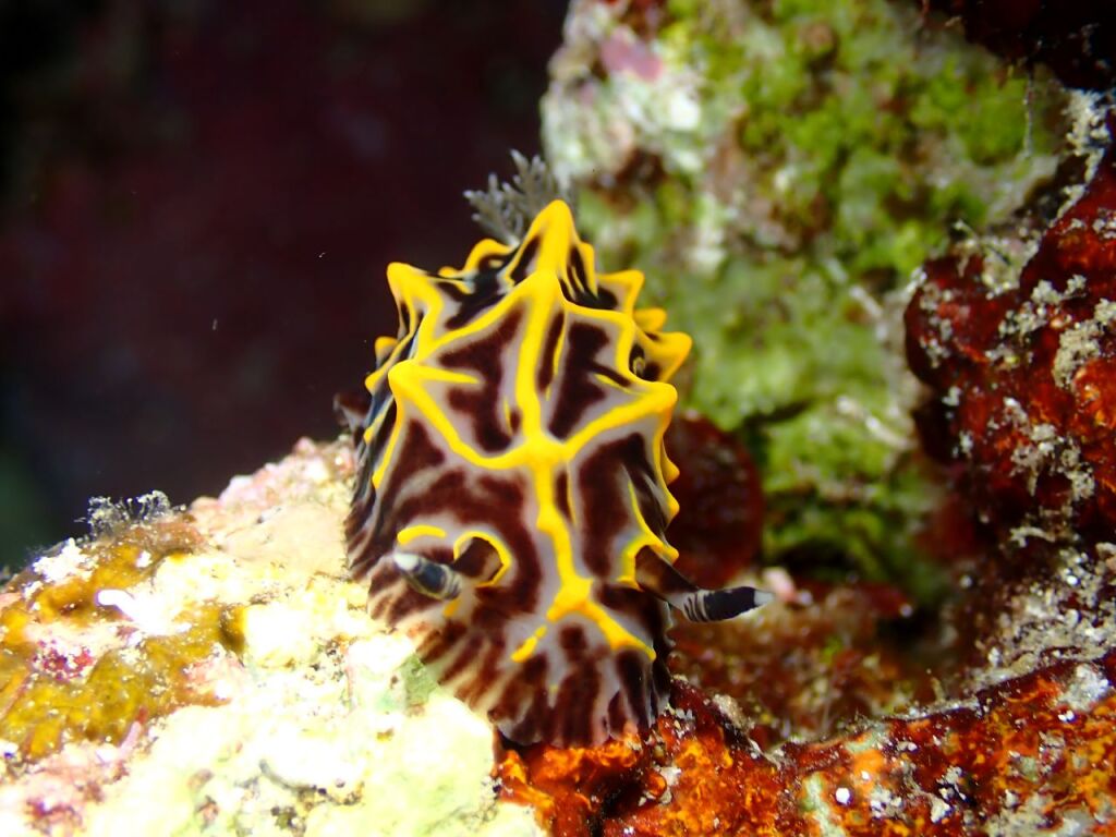 パイナップルウミウシ