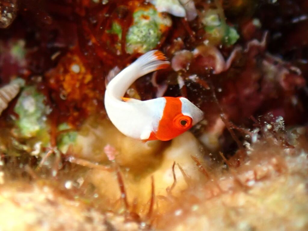 イロブダイ幼魚