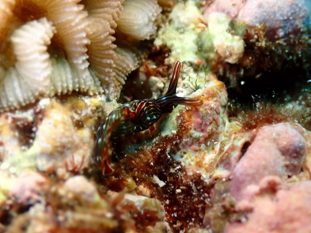 アデヤカミドリガイ属の一種