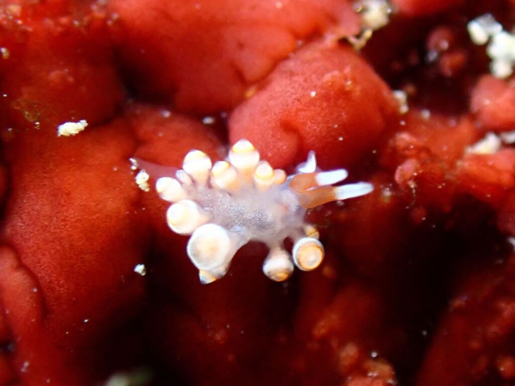ミノウミウシの何か