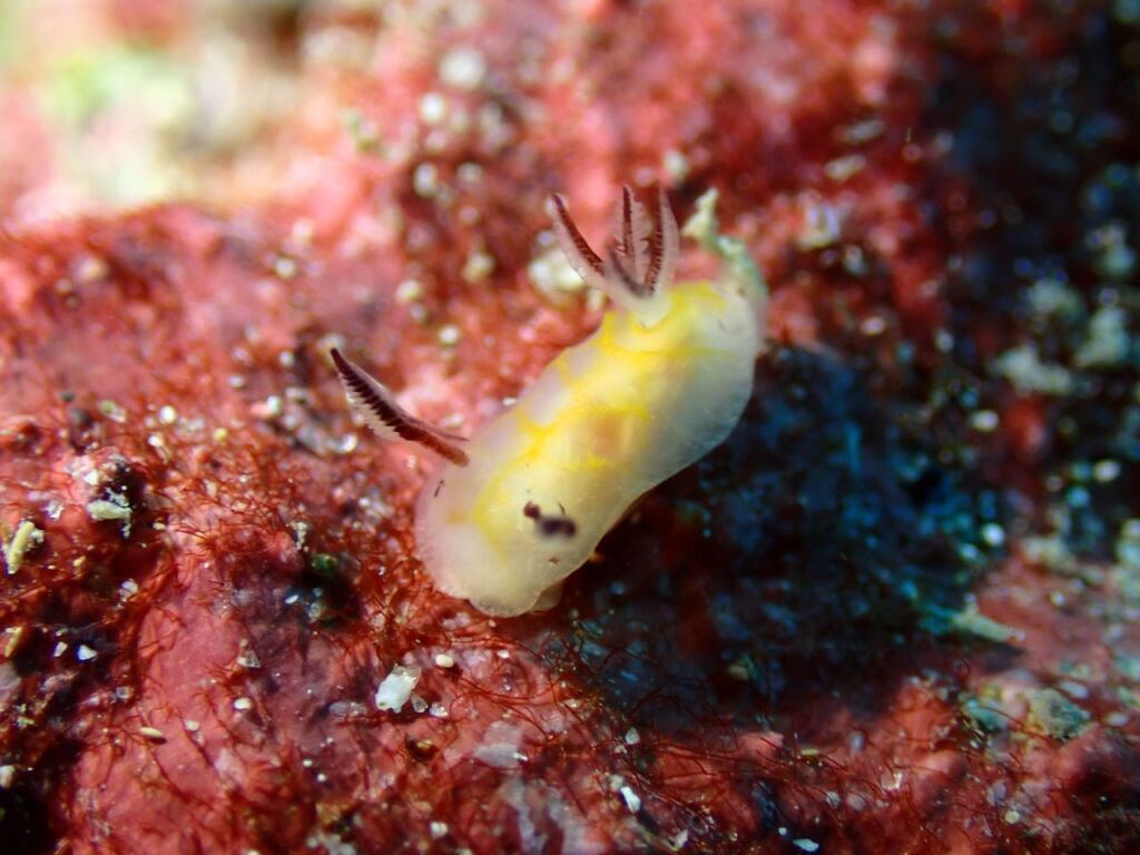 テンテンウミウシなのか？
