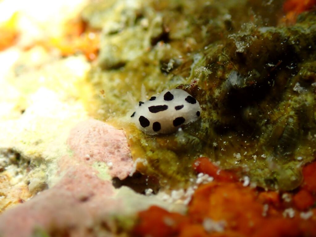ミズタマイボウミウシ
