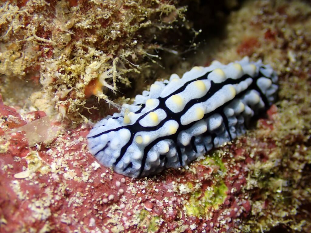 ツノキイボウミウシ