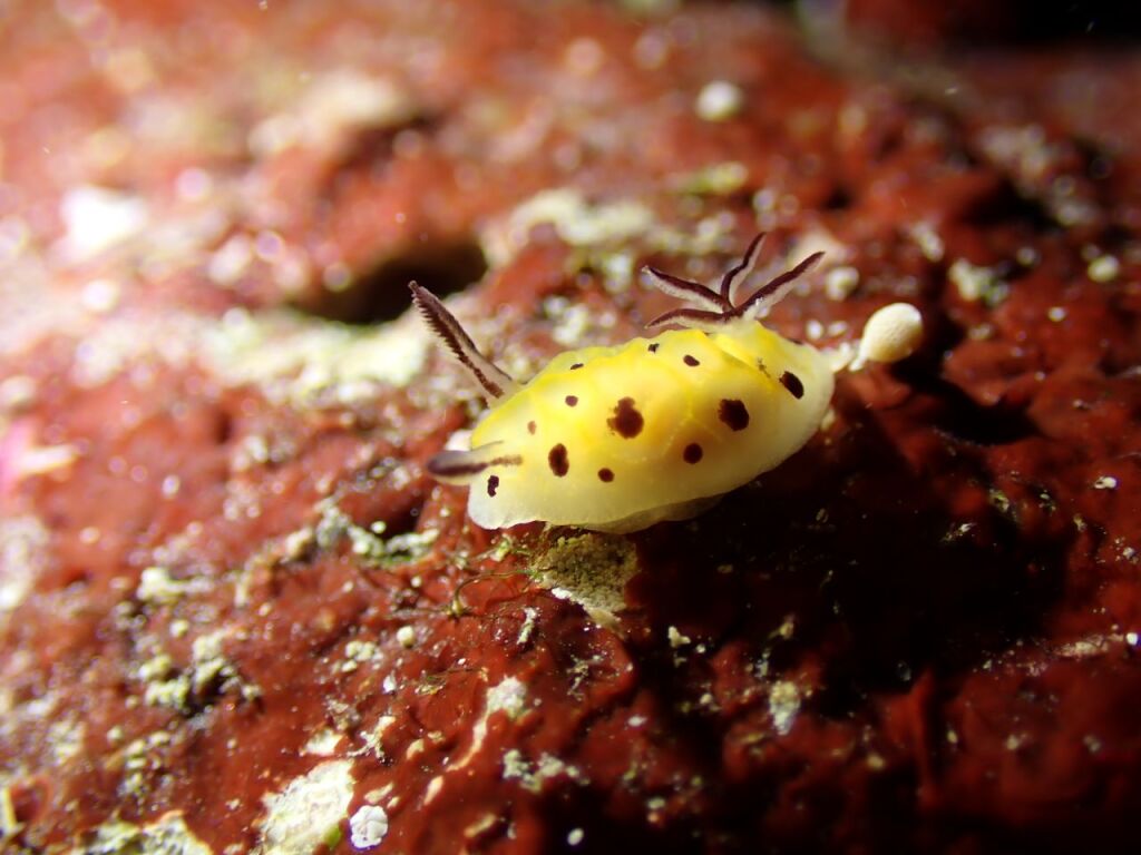 テンテンウミウシ