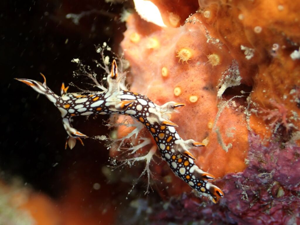 ヒオドシユビウミウシ