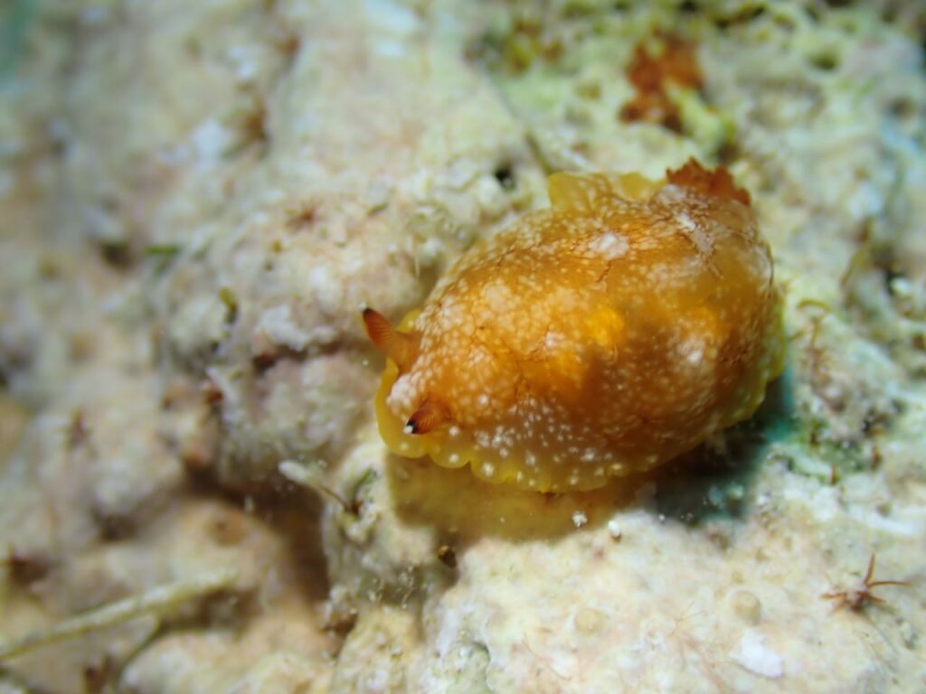 クロシタナシウミウシ属の一種