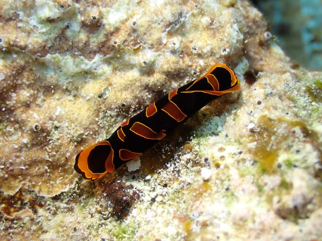 アカオビツバメガイ