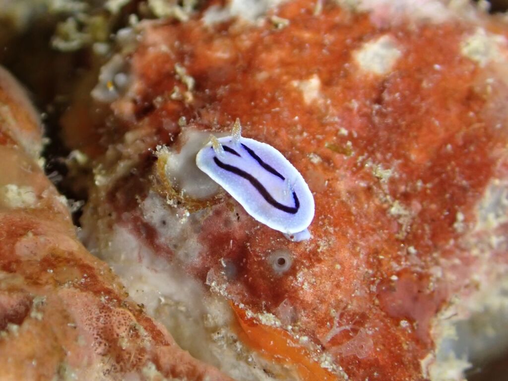 ミゾレウミウシ