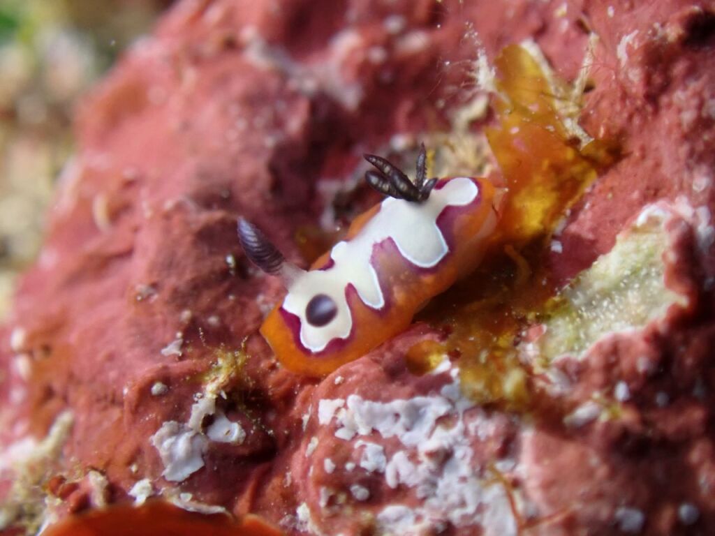 フジナミウミウシ