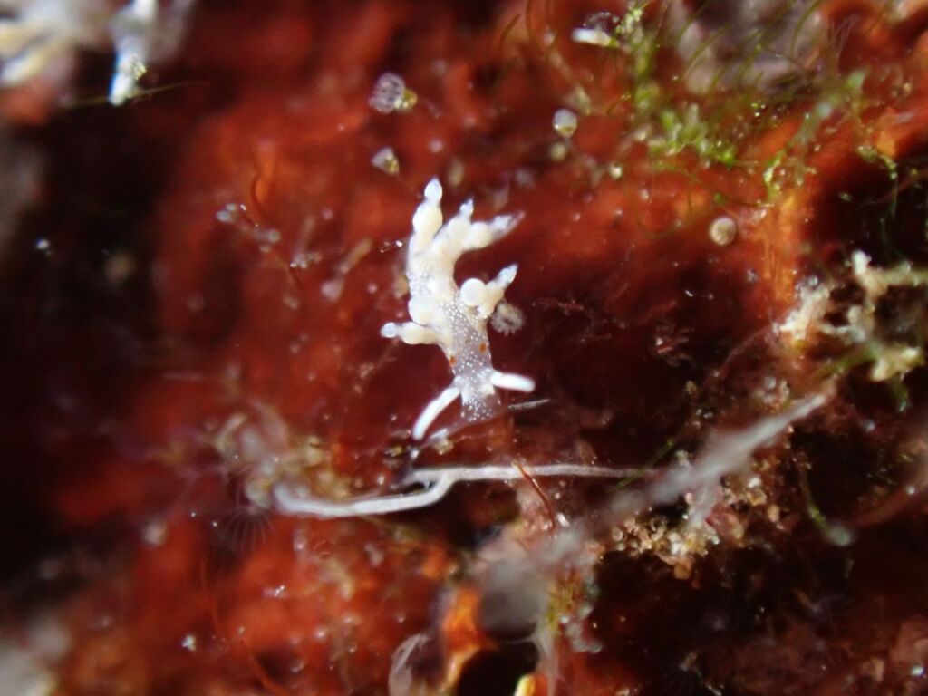 ヒョウタンミノウミウシ