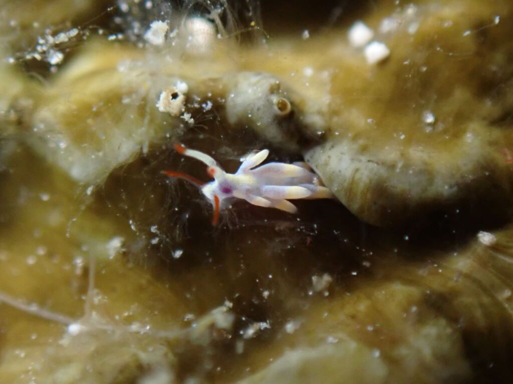 アカヒゲミノウミウシ